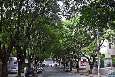 Em expansão, florestas plantadas são ótimas opções de rentabilidade no campo