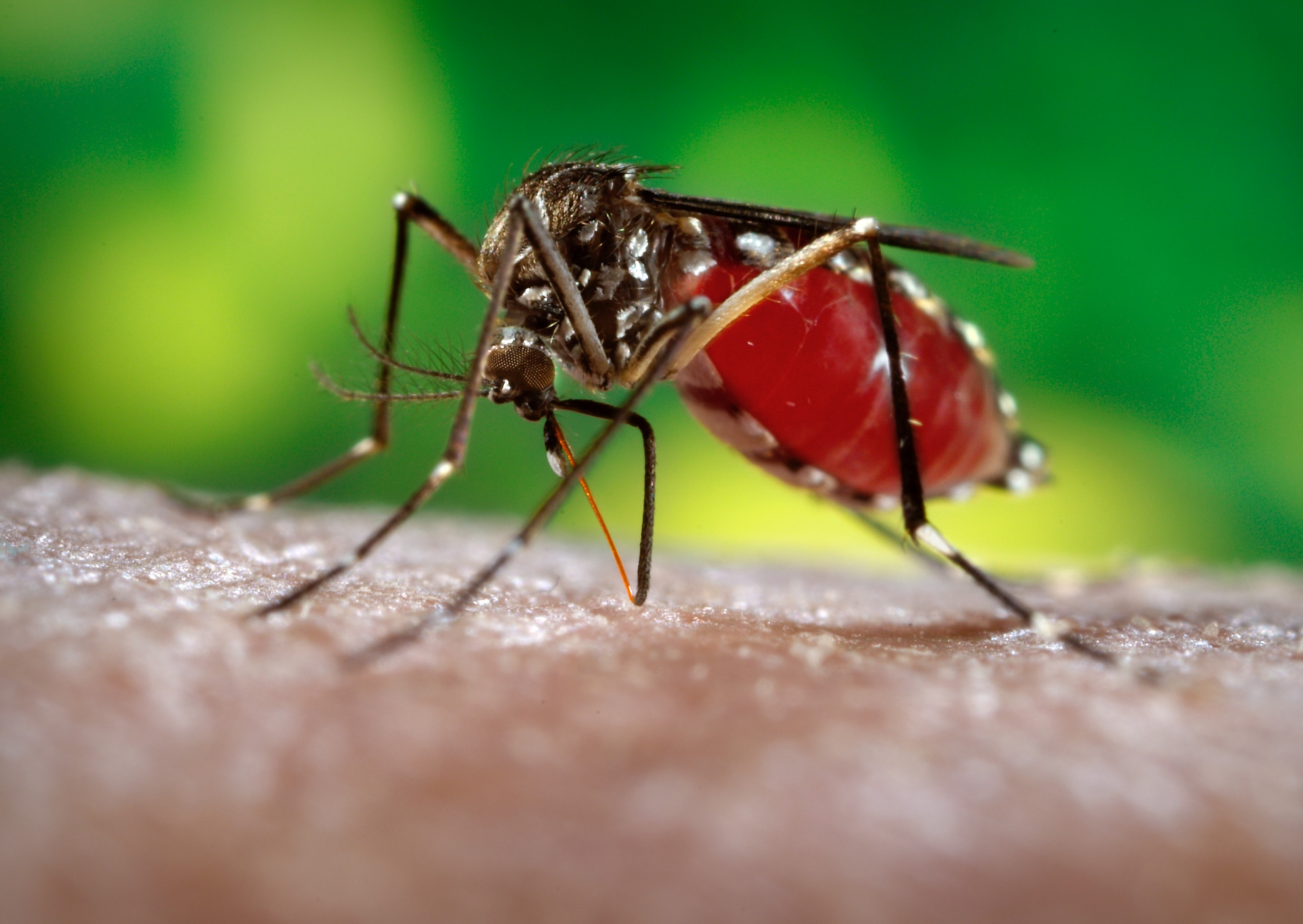 Turistas que visitaram o Brasil são diagnosticados com zika na Itália