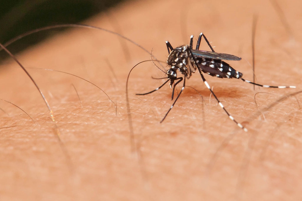 Bactérias do intestino do Aedes aegypti podem ajudar a combater a dengue