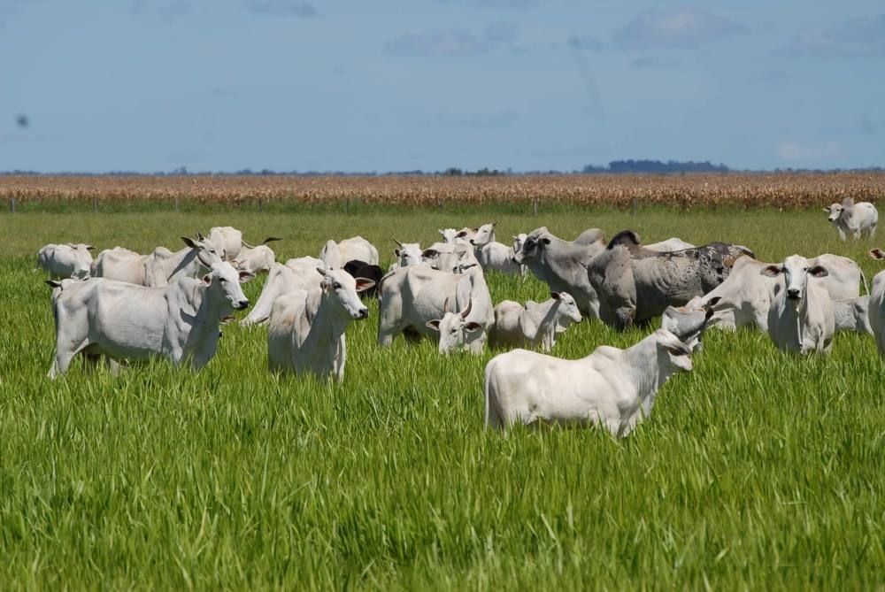 PIB do agronegócio deve fechar ano em queda