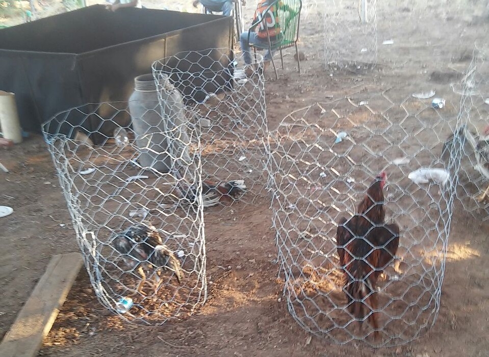 Rinha de galo é fechada na zona rural de Mozarlândia