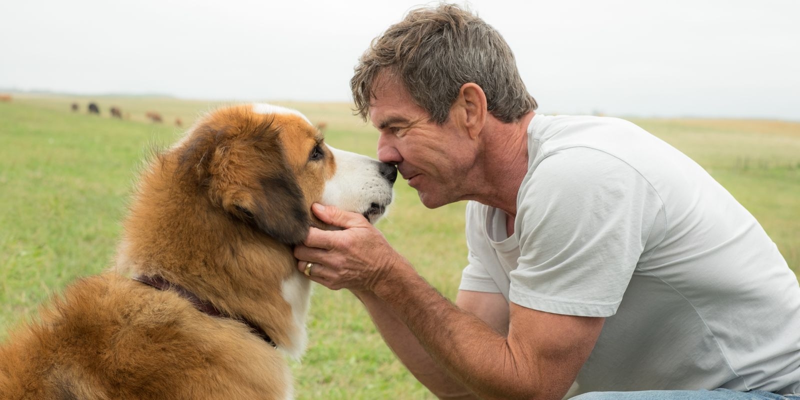 Pesquisa aponta que ter um cachorro reduz risco de problemas cardíacos