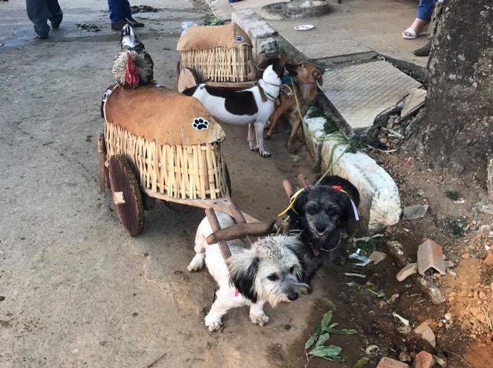 Cães fazem sucesso no Desfile dos Carreiros