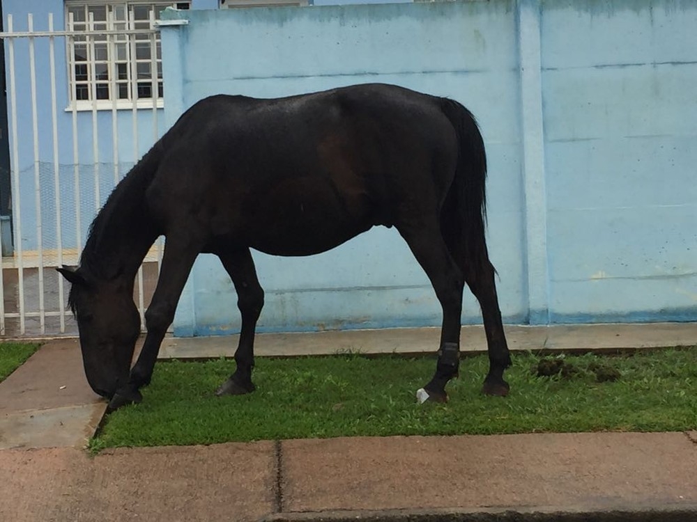 Cavalo é flagrado utilizando tornozeleira eletrônico