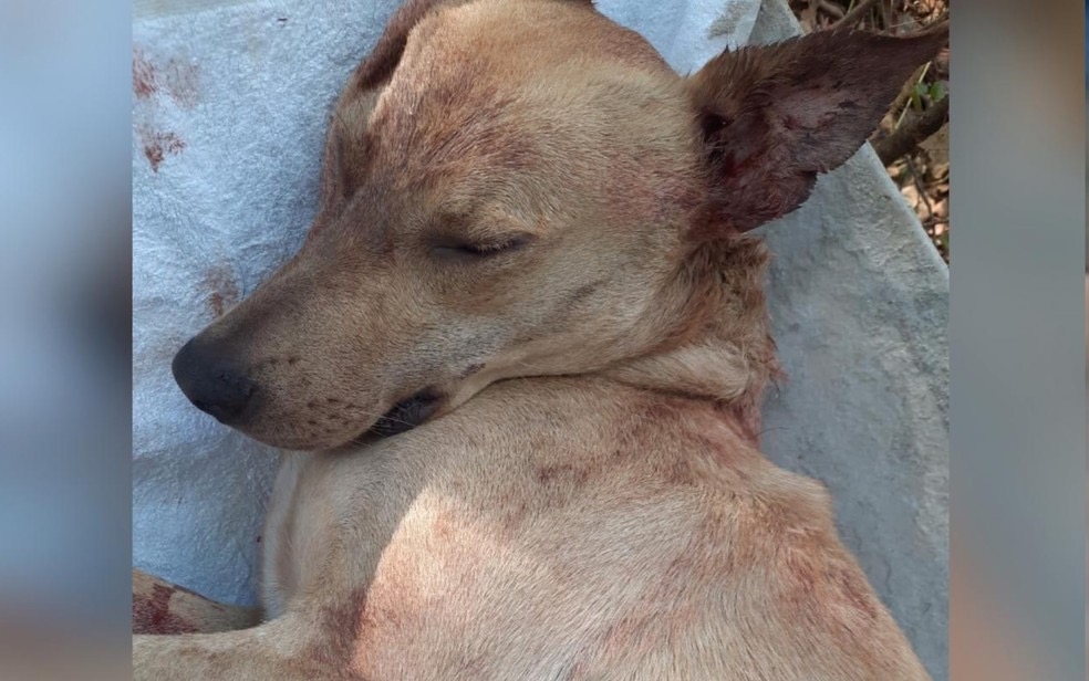 Cachorro é morto a tiros em rua de Anápolis