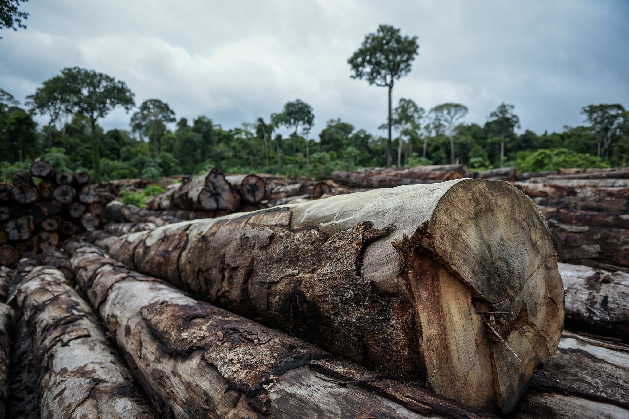 Mato Grosso concentra metade da exploração de madeira em toda Amazônia