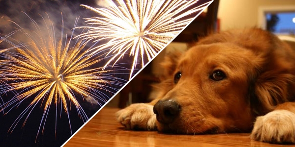 Especialista dá 5 dicas para acalmar o seu cão durante a queima dos fogos de artifício