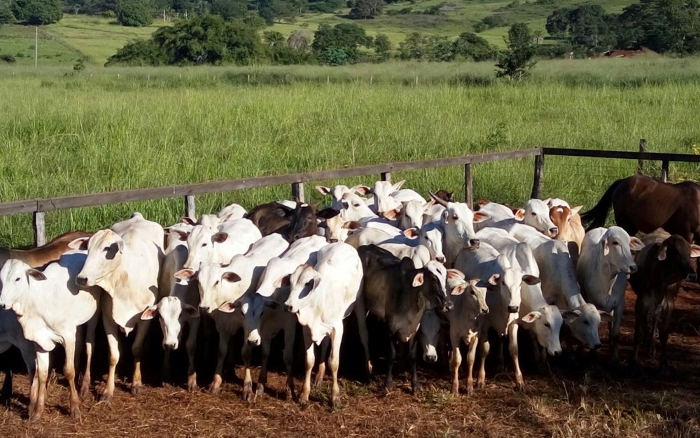 Grupo suspeito de furtar gado é desarticulado e polícia recupera mais de 100 animais