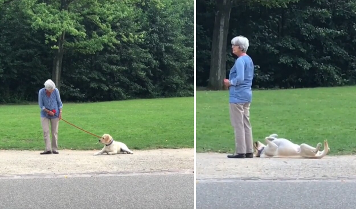 Momento fofura: Cachorro faz birra e se joga no chão para não ir embora de parque