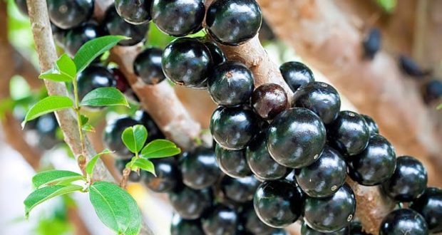 Extrato da casca de jabuticaba combate pré-diabetes