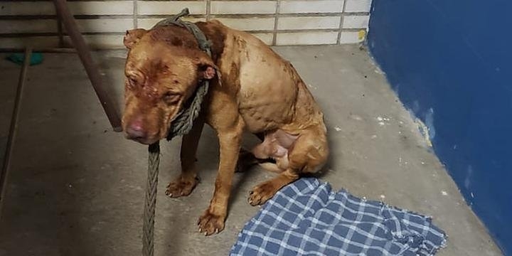 Canil de Pitbulls para rinhas é descoberto em Anápolis