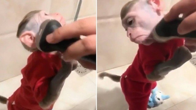 Latino posta vídeo de macaco fazendo a barba e internautas se revoltam