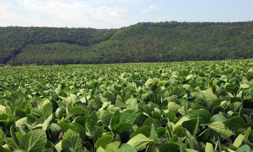 Qual é a contribuição dos  transgênicos para o meio ambiente?