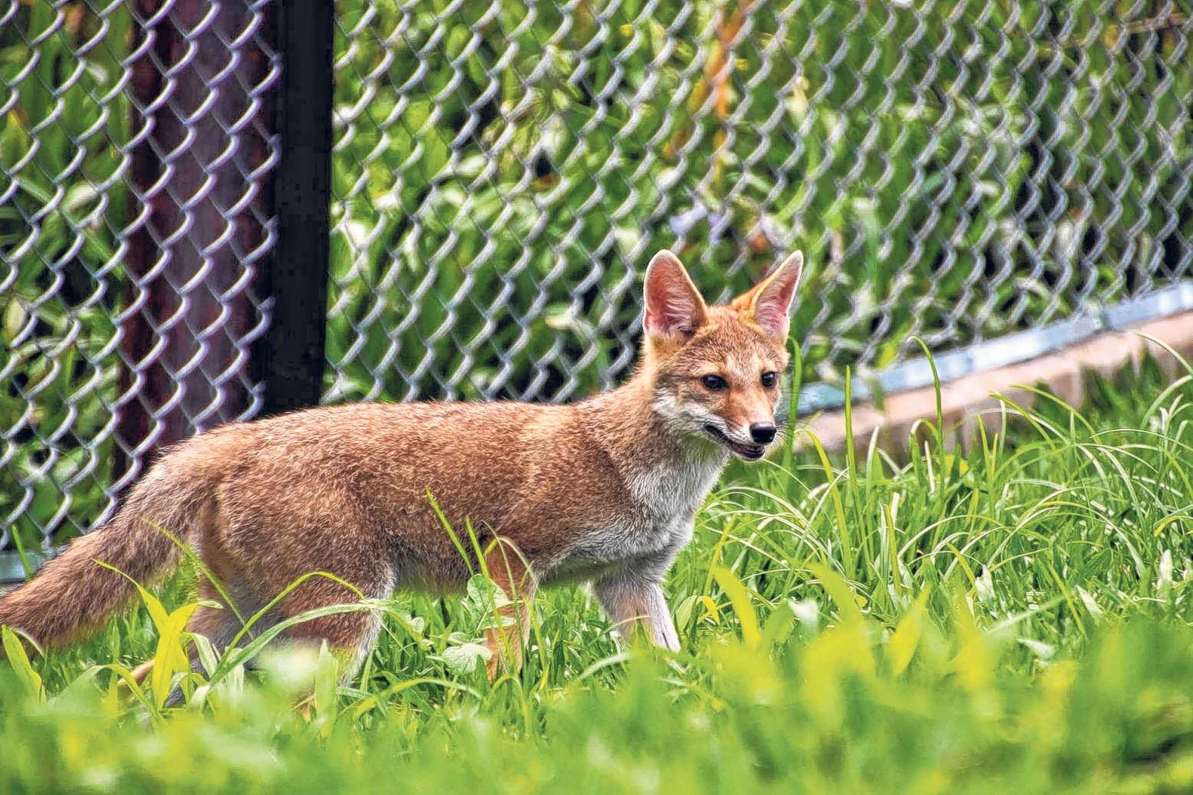 UFG alerta sobre risco de  extinção da raposa-do-campo