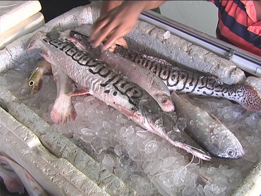 Preço dos pescados pode variar em mais de 200%, aponta Procon Goiânia