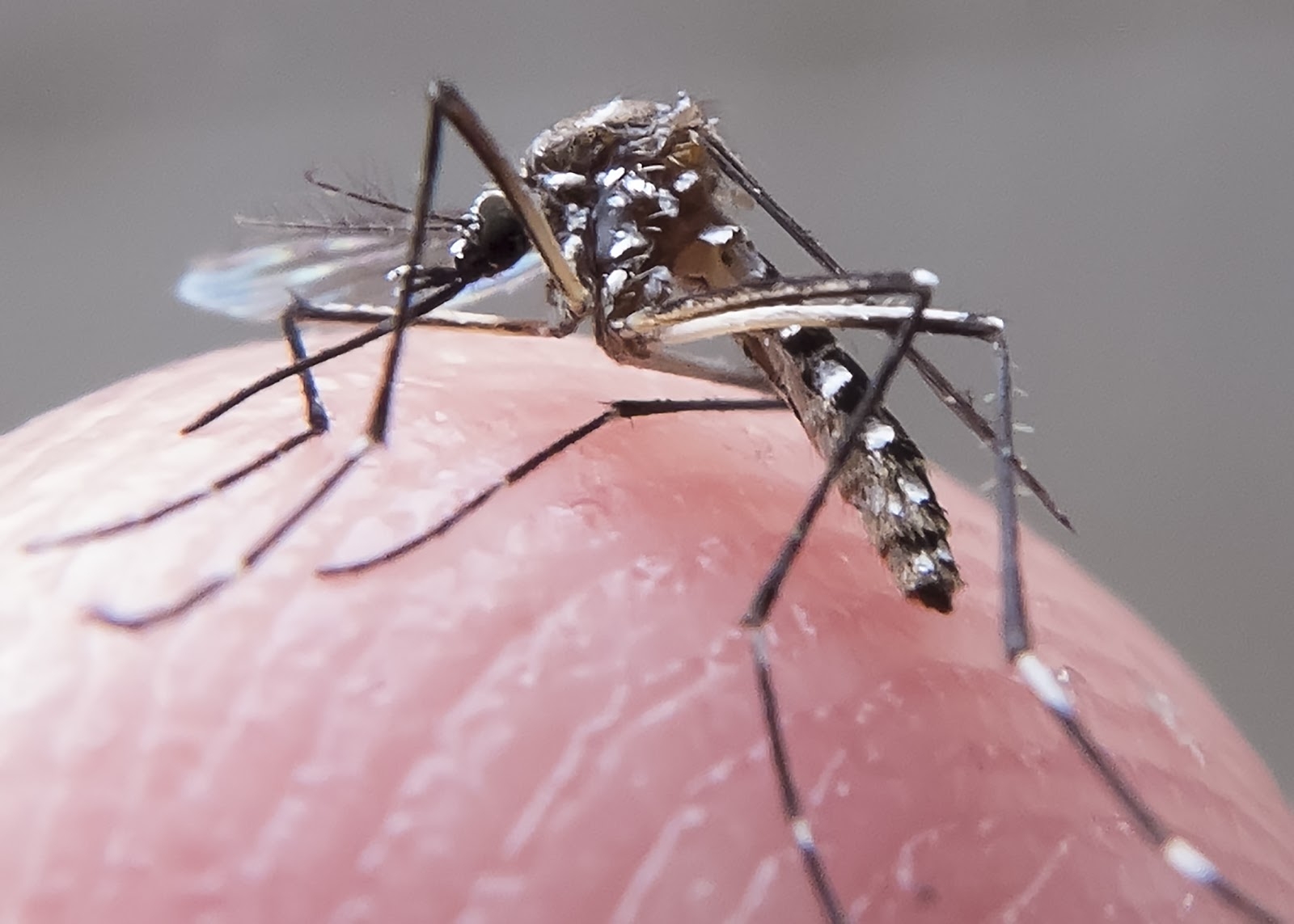 Casos de dengue registram queda no estado de Goiás