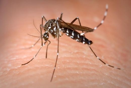 Brasil poderá ter vacina contra a dengue em 2019