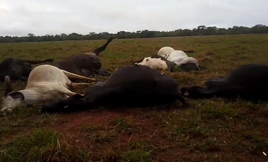 Fio de média tensão cai e mata 14 vacas no interior de Goiás