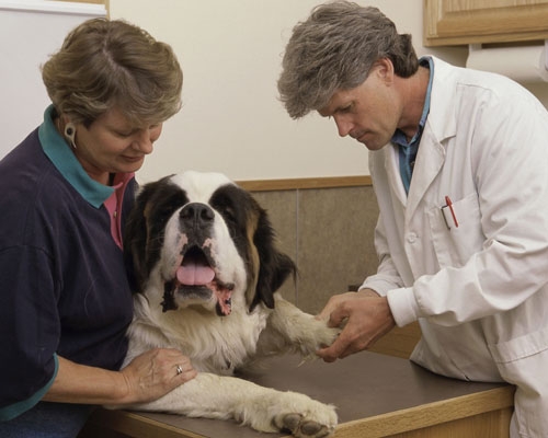 Dia do Médico Veterinário: Saiba a importância desse profissional também para a saúde humana