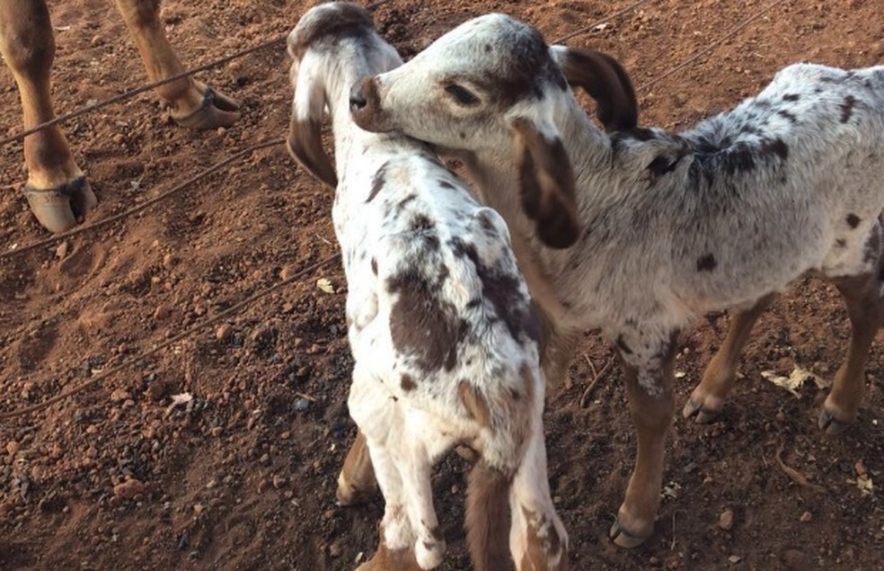 Uso de animais como brinde ou prêmio de sorteio está proibido em Anápolis