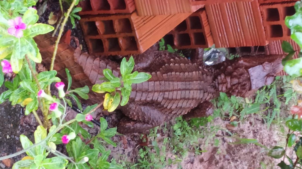 Jacaré é resgatado em calçada de residência