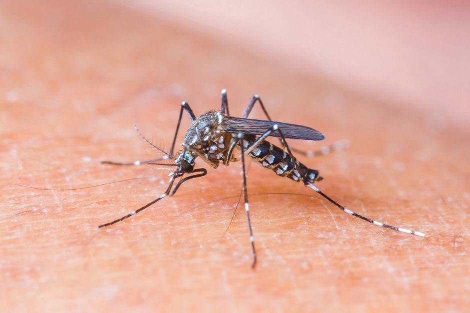 Começa nesta segunda-feira (18) teste que detecta dengue em 20 minutos em SP