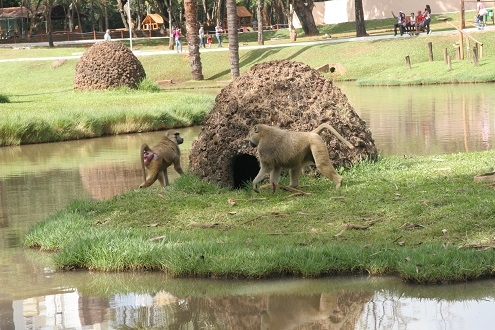 Zoológico restringe entrada de visitantes que não estejam vacinados contra febre amarela